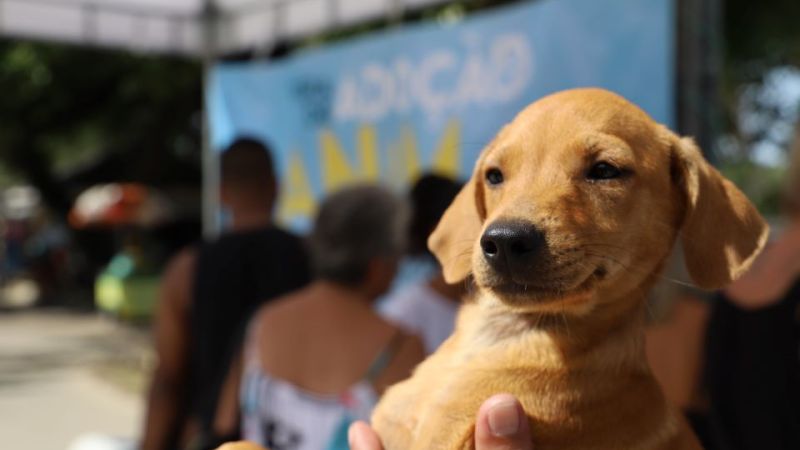 Terça tem feira de adoção animal em Rio das Ostras