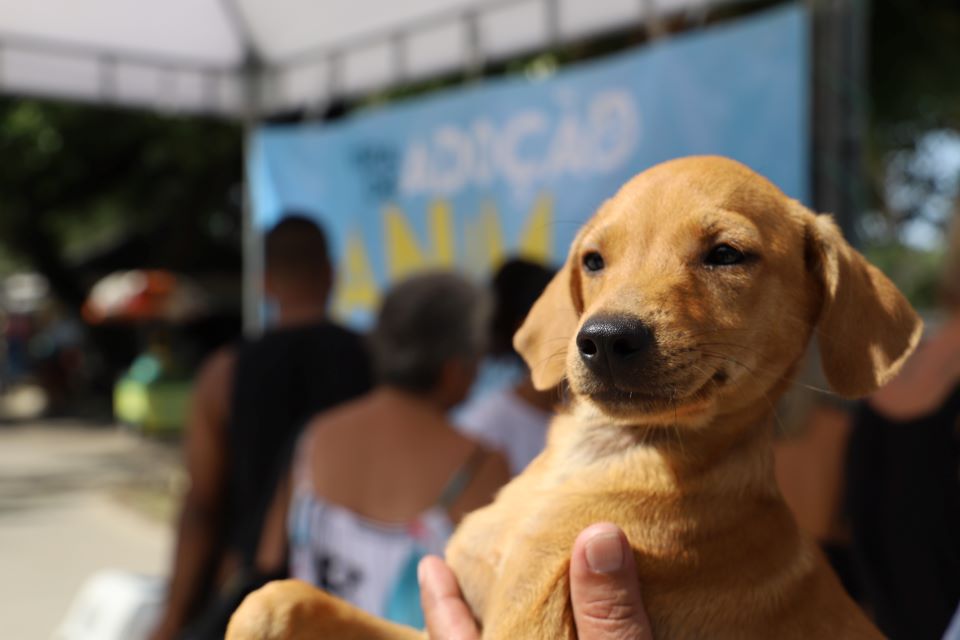 Feira de Adoção Animal acontece no Recreio nesta terça, 16