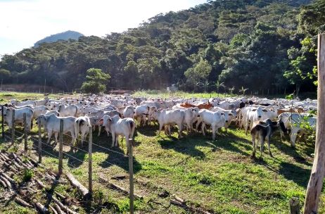 Criadores de Rio das Ostras devem atualizar cadastro de rebanhos até dia 30