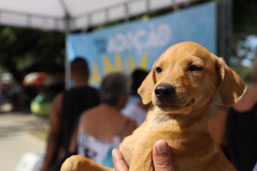 Feira de Adoção Animal tem nova edição em Rio das Ostras