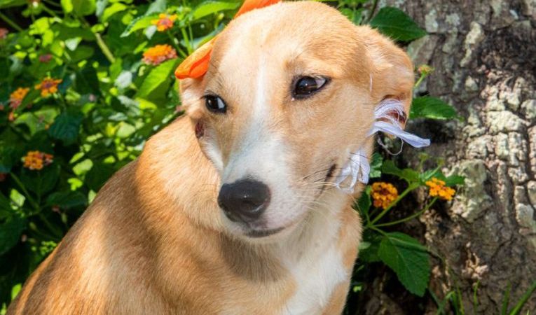 Feira de Adoção Animal acontece nesta terça-feira, 11, em Rio das Ostras