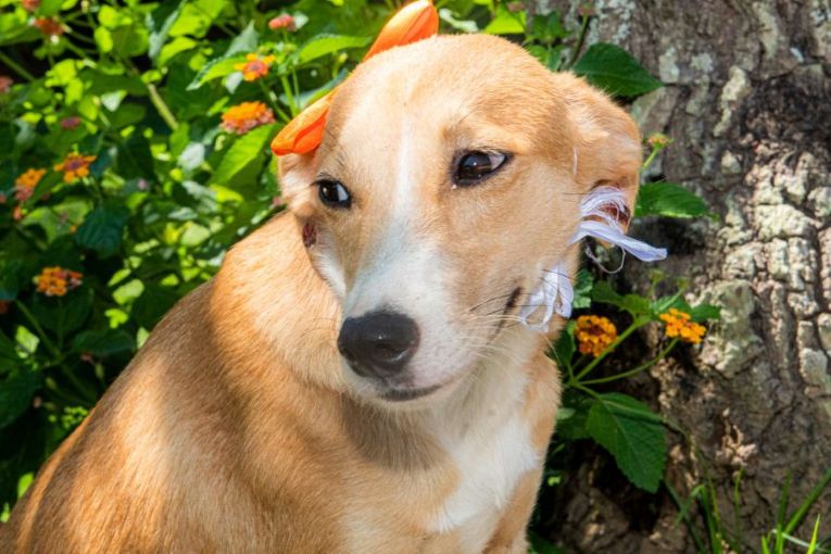 Feira de Adoção Animal acontece nesta terça-feira, 11, em Rio das Ostras